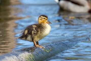 a duck sitting on a pipe near other ducks and ducks