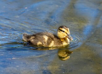 Serene scene of a duck floating peacefully on top of a tranquil body of water