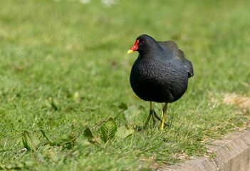Moorhen bird foraging for food in the grass on a sunny day