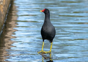 Moorhen bird foraging for food in the water on a sunny day