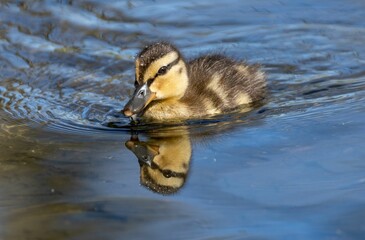 a small duck swimming in the water with its reflection on it