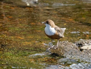 Majestic Brown and white dipper bird perched atop a large rock in a tranquil river