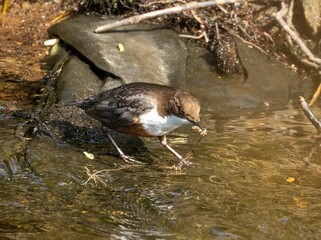 Majestic Brown and white dipper bird perched atop a large rock in a tranquil river