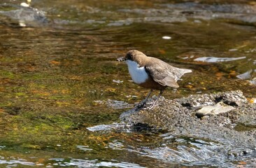 Majestic Brown and white dipper bird perched atop a large rock in a tranquil river