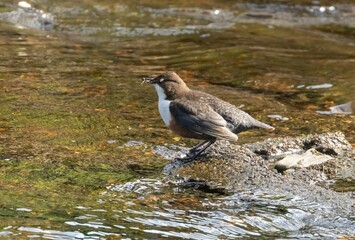 Majestic Brown and white dipper bird perched atop a large rock in a tranquil river