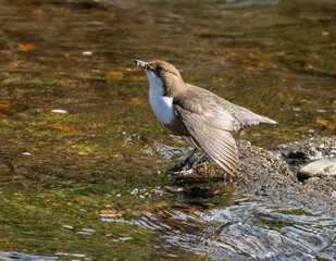 Majestic Brown and white dipper bird perched atop a large rock in a tranquil river