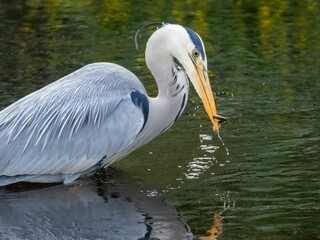 Majestic Large grey heron bird perched on a rock at the shore of a tranquil lake