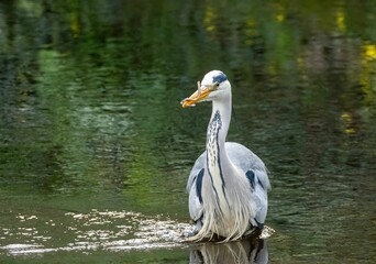 Majestic Large grey heron bird perched on a rock at the shore of a tranquil lake