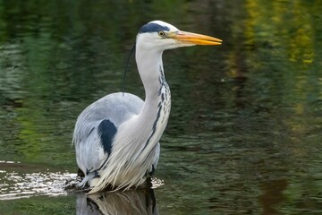Majestic Large grey heron bird perched on a rock at the shore of a tranquil lake
