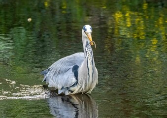 Majestic Large grey heron bird perched on a rock at the shore of a tranquil lake