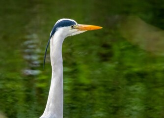 Majestic Large grey heron bird perched on a rock at the shore of a tranquil lake