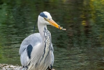 Majestic Large grey heron bird perched on a rock at the shore of a tranquil lake