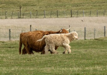 Obraz premium Highland cow and her white calf playing in a field