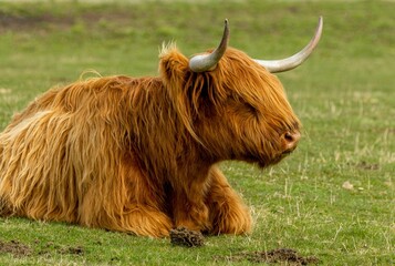a highland cow laying down on a green grass covered field