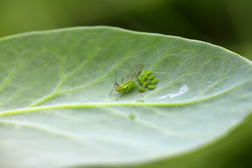 Pea aphid, Acyrthosiphon pisum. A colony of wingless individuals and a winged female on a pea leaf. - obrazy, fototapety, plakaty