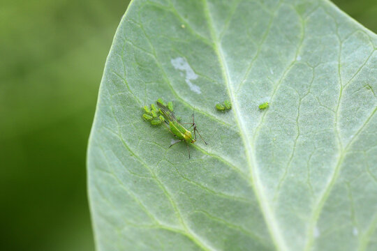 Pea aphid, Acyrthosiphon pisum. A colony of wingless individuals and a winged female on a pea leaf.