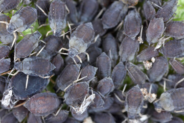 Pear grass aphid, Melanaphis pyraria. A colony of wingless individuals under a pear tree leaf.