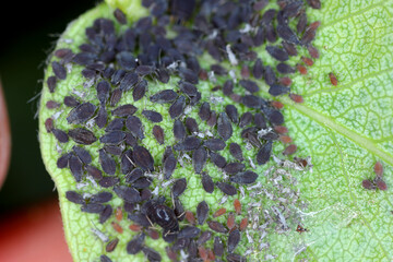 Pear bedstraw aphid, Dysaphis pyri. A colony of wingless individuals under a pear tree leaf.