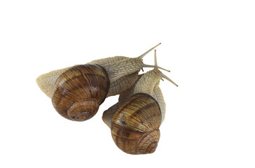 Beautiful snails isolated on white background