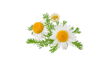 Chamomile flowers, buds and leaves bunch isolated transparent png. White daisy in bloom....