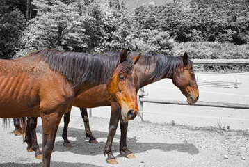 Two elderly bay horses on a black and white background