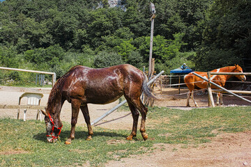Elderly blind Appaloosa mare, after a refreshing shower.