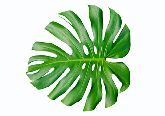 Isolated picture of fresh green monstera leaf on white background