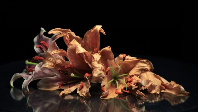 Time lapse of pink lilies wilding process on a black background