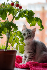 funny gray kitten cat looking beautiful green eyes portrait sits under a tomato on a window and a pink blanket