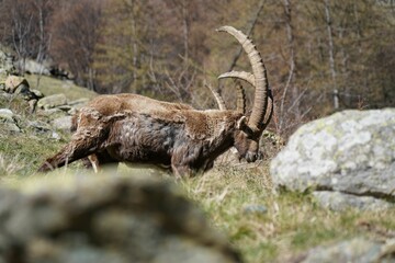 wild alpine capra ibex grazing in the mountain (italian alps). pian della mussa natural park, balme