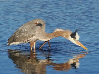 Great blue heron (Ardea herodias) in a pond on a warm sunny day