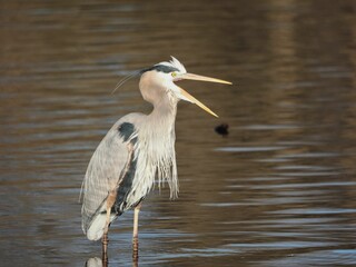 Great blue heron (Ardea herodias) in a pond on a warm sunny day