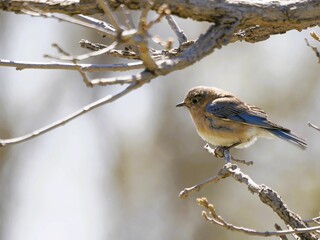 Eastern sialia (Sialia sialis) perched on a tree branch