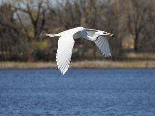 Eastern great egret (Ardea alba modesta) bird in flight over a tranquil pond