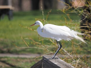 Great egret (Ardea alba) perched on a grey stone in a lush green meadow