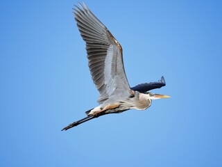 Majestic great blue heron (Ardea herodias) bird soaring in the sky with its wings fully outstretched