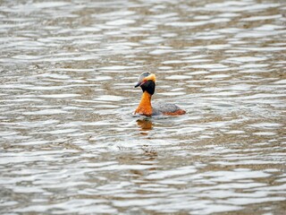 Red-necked grebe (Podiceps auritus) swimming in a pond