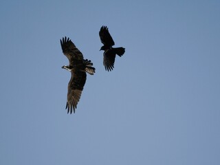 Osprey and a raven soaring gracefully over one another in a vibrant sky
