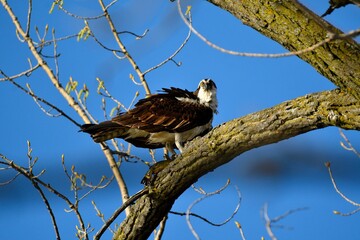 Majestic osprey (Pandion haliaetus) perched atop a tree branch, surveying its surroundings
