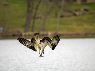 Brown osprey is soaring gracefully over a lake trying to catch fish