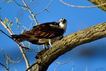 Majestic osprey (Pandion haliaetus) perched atop a tree branch, surveying its surroundings