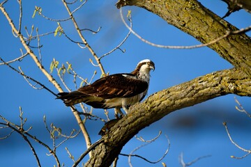 Majestic osprey (Pandion haliaetus) perched atop a tree branch, surveying its surroundings
