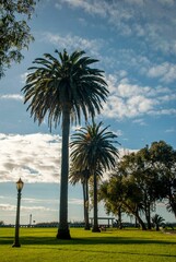 Fototapeta premium Peaceful outdoor area featuring lush green grass and palm trees