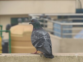 Close-up shot of a pigeon on a blurred background