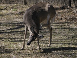 Closeup of a stag stands in a wooded area