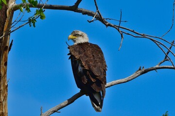 Closeup of an eagle perched on a tree branch on a sunny day