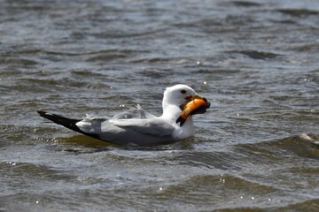 Closeup of a seagull swimming in a pond, holding a fish in its beak