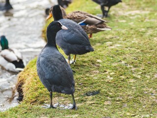 Flock of Coot (Fulica atra) and ducks on a shore of a tranquil lake