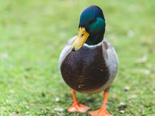 Mallard duck standing in the grass, illuminated by sunlight in a natural outdoor setting