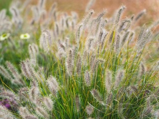 a small group of plants with white flowers and brown leaves